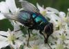 73789 – Photo : Elisabeth A. Harris – Royaume-Uni