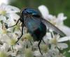 73791 – Photo : Elisabeth A. Harris – Royaume-Uni