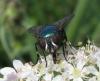 73932 – Photo : Elisabeth A. Harris – Royaume-Uni