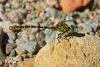 73090 – Photo : Bernard DELEFOSSE – France (07)