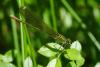 73023 – Photo : Bernard DELEFOSSE – France (07)