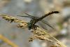 73091 – Photo : Bernard DELEFOSSE – France (07)
