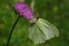73558 – Photo : Bernard DELEFOSSE – France (84)