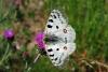 73560 – Photo : Bernard DELEFOSSE – France (84)