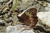 73451 – Photo : Bernard DELEFOSSE – France (26)