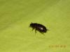 73820 – Photo : Une copine – Belgique