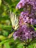 73339 – Photo : CUCHET Gerard – France (38)