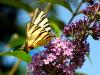73338 – Photo : CUCHET Gerard – France (38)