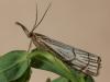 73345 – Photo : Bernard BOHER – France (09)