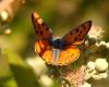 73286 – Photo : Guillaume Chorgnon – France (42)