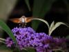 73446 – Photo : CUCHET Gerard – France (38)