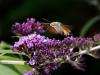 73449 – Photo : CUCHET Gerard – France (38)
