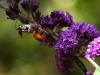 73447 – Photo : CUCHET Gerard – France (38)