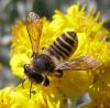 73779 – Photo : H. Dumas – France (13)