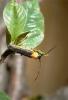 73368 – Photo : Raffaele Bocchini – Italie