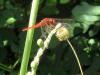 73202 – Photo : Bernadette Cassel – France (69)
