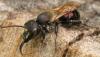 73551 – Photo : Philippe Legros – France (94)