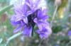 73260 – Photo : Phil – France (40)