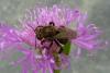 73333 – Photo : Sven Hanoteaux – Allemagne