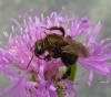 73334 – Photo : Sven Hanoteaux – Allemagne