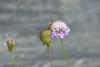 73252 – Photo : Sven Hanoteaux – Allemagne
