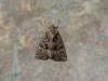 73391 – Photo : Larue Philippe – France (44)