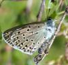 73931 – Photo : Laurent Palussiere – France (58)