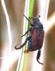 73359 – Photo : David Guedon – France (76)