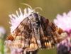 73394 – Photo : David Guedon – France (76)