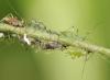 73036 – Photo : Olivier Mattelart – Belgique