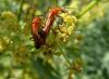 73797 – Photo : Éric Maurice – France (88)