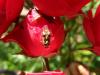 73588 – Photo : Éric Maurice – France (88)