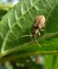 73586 – Photo : Éric Maurice – France (88)