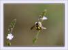 73765 – Photo : Sandra – France (33)