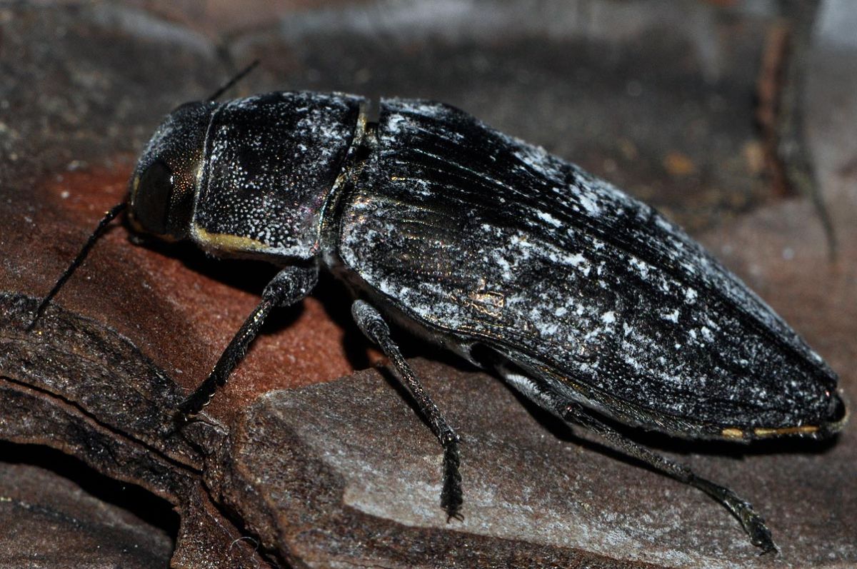 Henri Robert - Buprestis (Buprestis) haemorrhoidalis - réf. 73188 (1200 x 797 pixels, 200 ko)