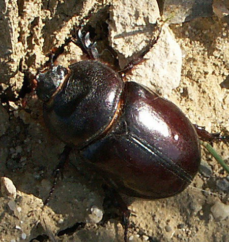 Serge Vidal - Oryctes (Oryctes) nasicornis - réf. 73460 (450 x 476 pixels, 121 ko)