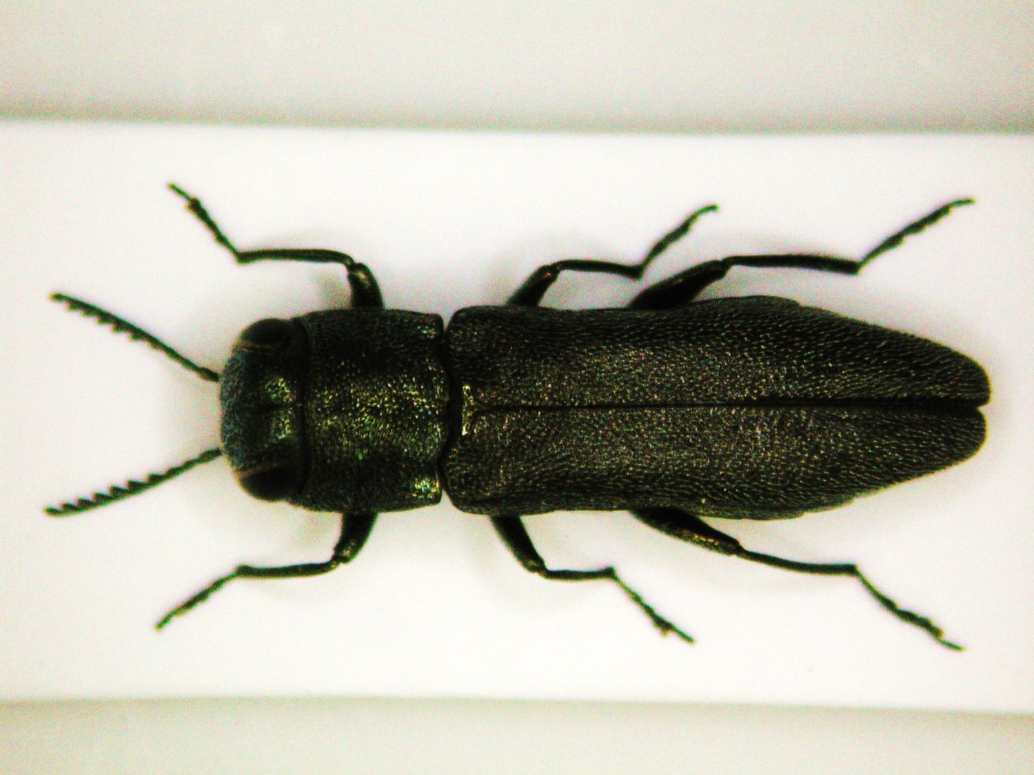 calice claude - Agrilus (Quercuagrilus) grandiceps hemiphanes - réf. 73868 (1500 x 1125 pixels, 205 ko)