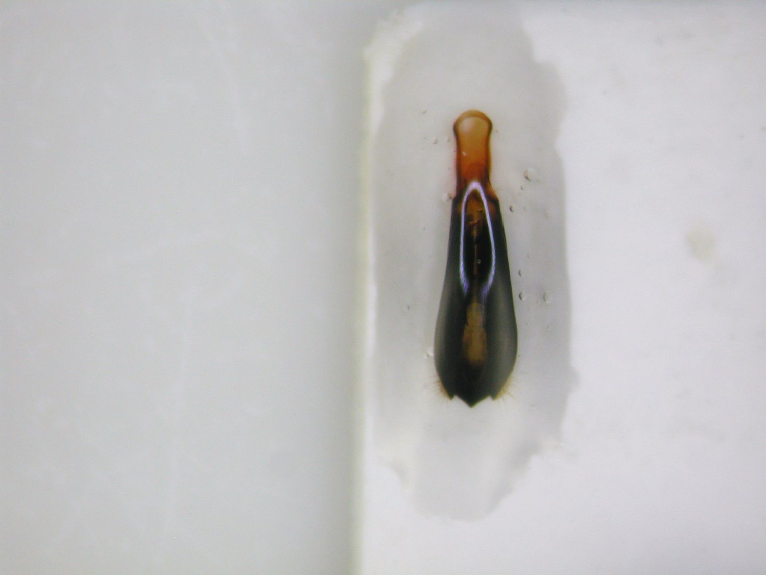 calice claude - Agrilus (Quercuagrilus) grandiceps hemiphanes - réf. 73870 (1500 x 1125 pixels, 84 ko)