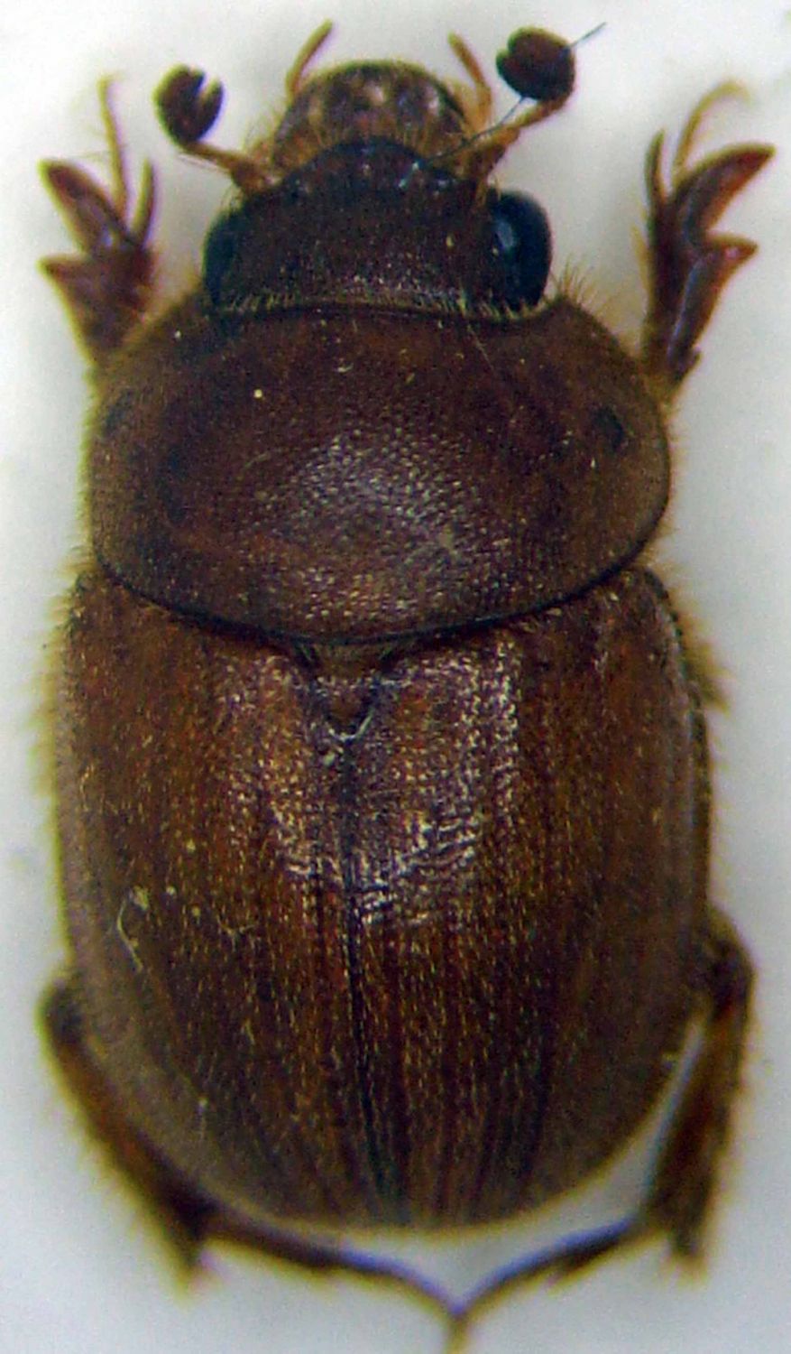 Le Rustique - Ochodaeus chrysomeloides - réf. 73461 (877 x 1500 pixels, 172 ko)