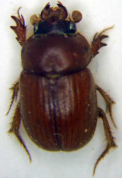 Le Rustique - Ochodaeus gigas - réf. 73462 (428 x 624 pixels, 54 ko)