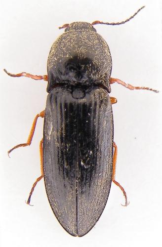Paraphotistus nigricornis