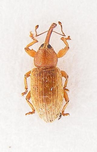 Réf. 74 388 : Dorytomus melanophthalmus