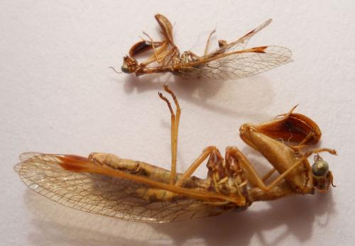 Mantispa styriaca