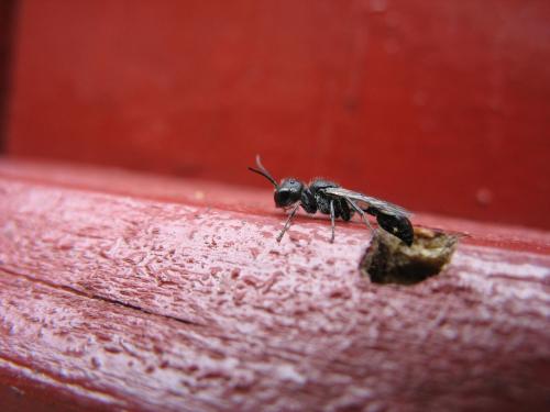 Pemphredon sp.