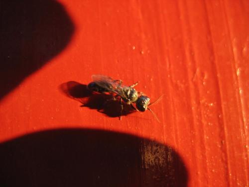 Pemphredon sp.