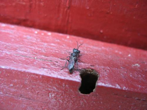 Pemphredon sp.