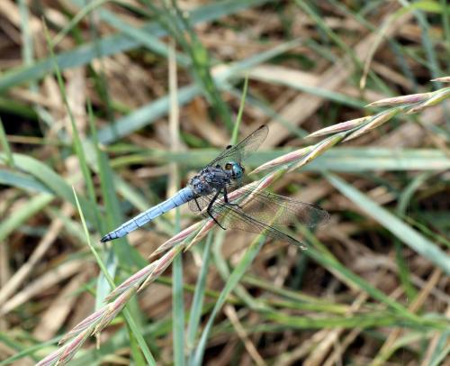 Orthetrum coerulescens