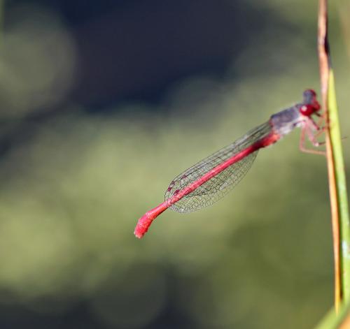 Ceriagrion tenellum