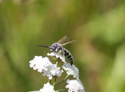 Colpa sexmaculata