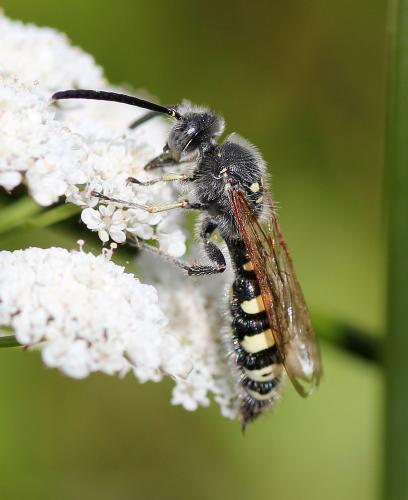 Réf. 74 355 : Colpa sexmaculata